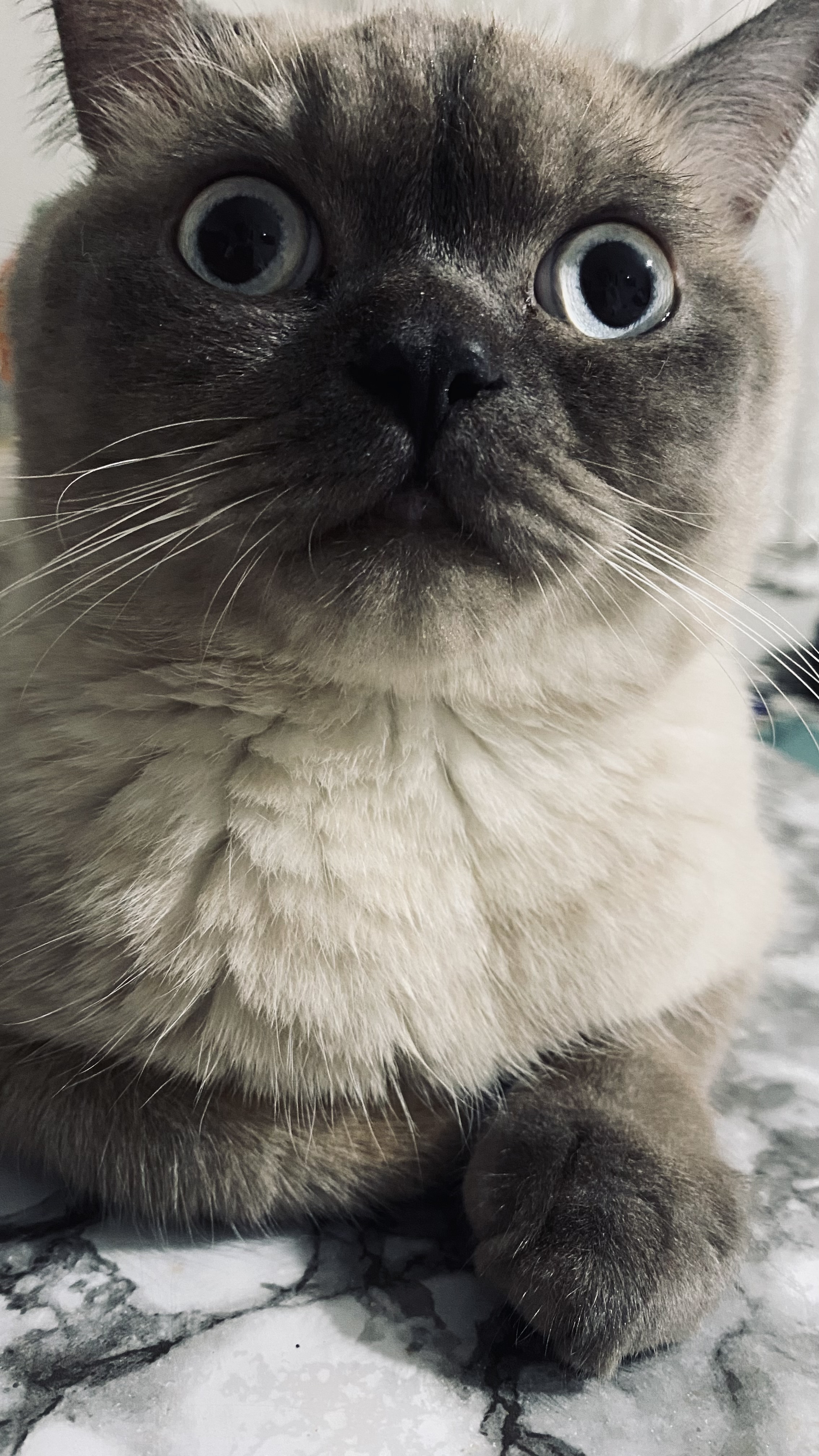 img2