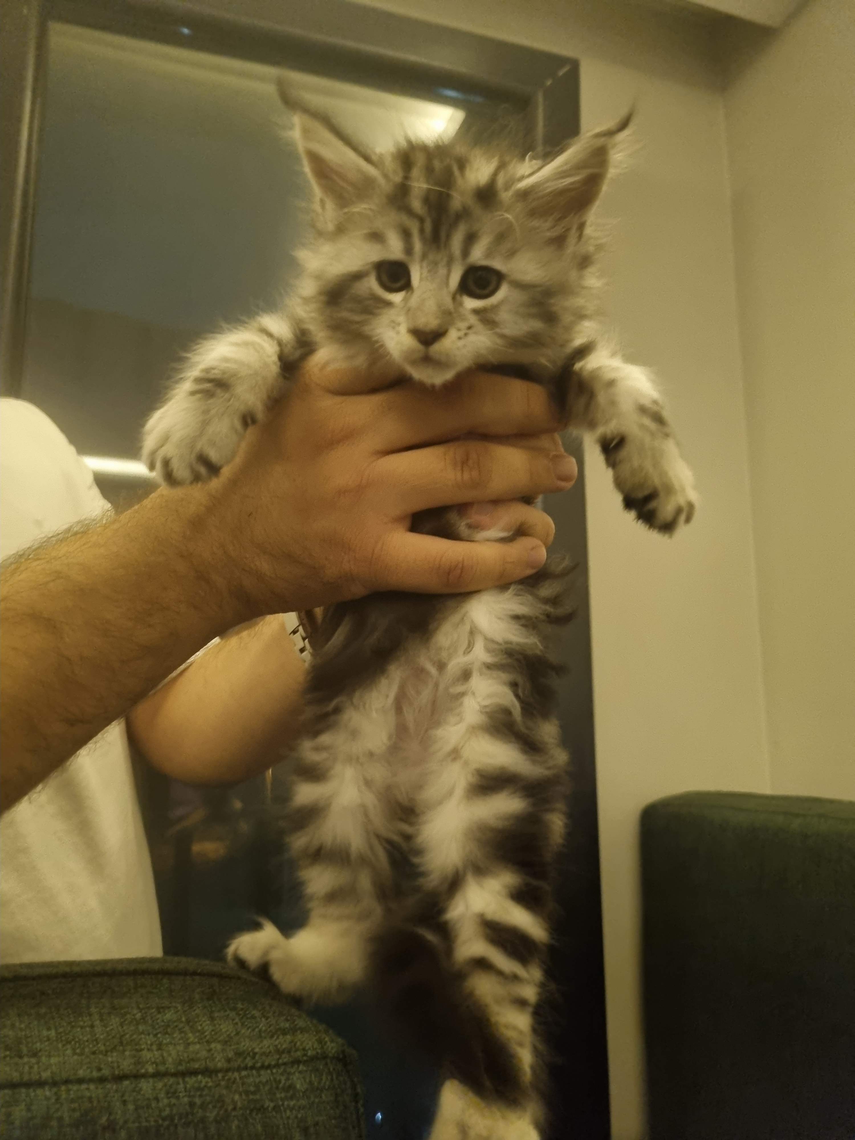 Maine Coon 2 aylık yavru