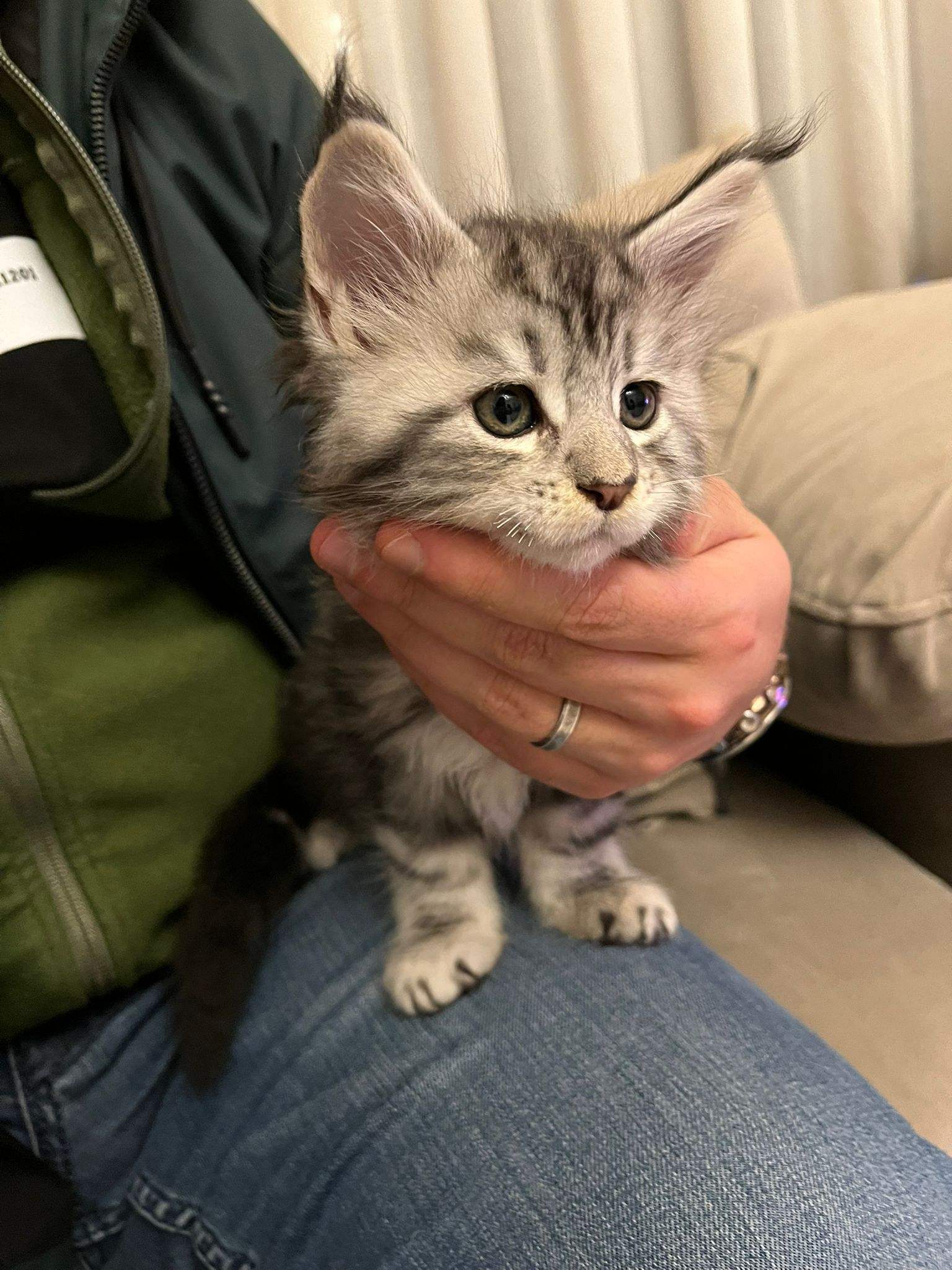 Maine Coon 2 aylık yavru