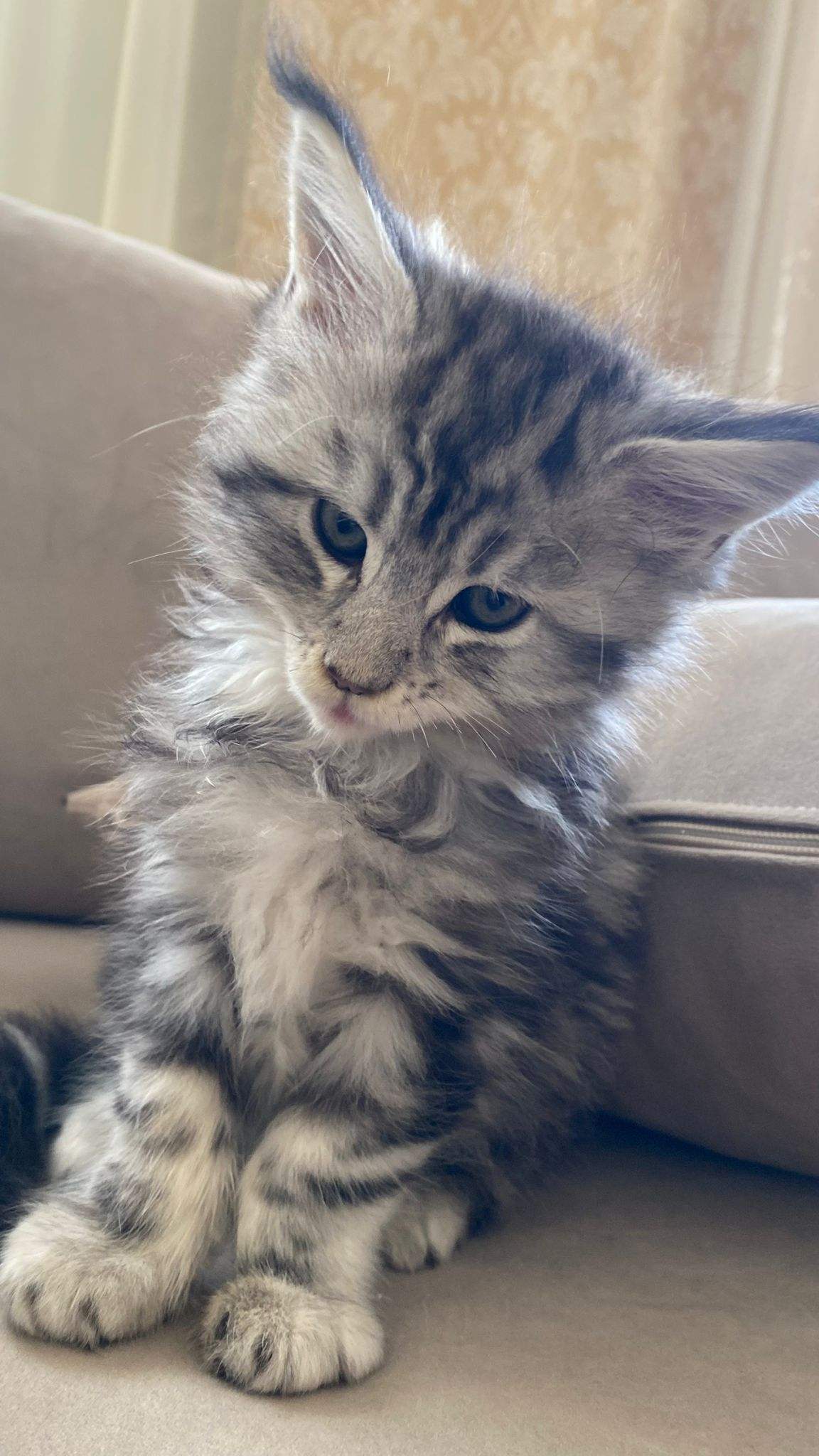 Maine Coon 2 aylık yavru