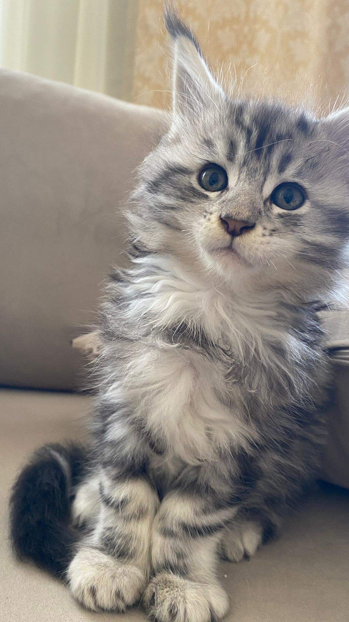 Maine Coon 2 aylık yavru