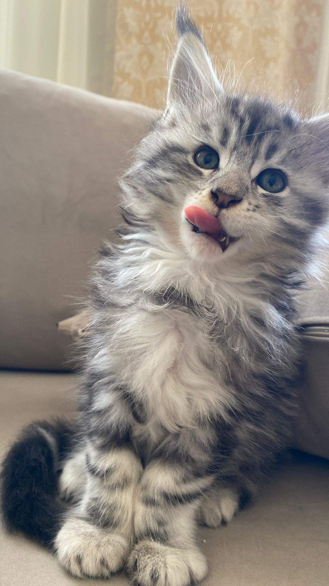 Maine Coon 2 aylık yavru