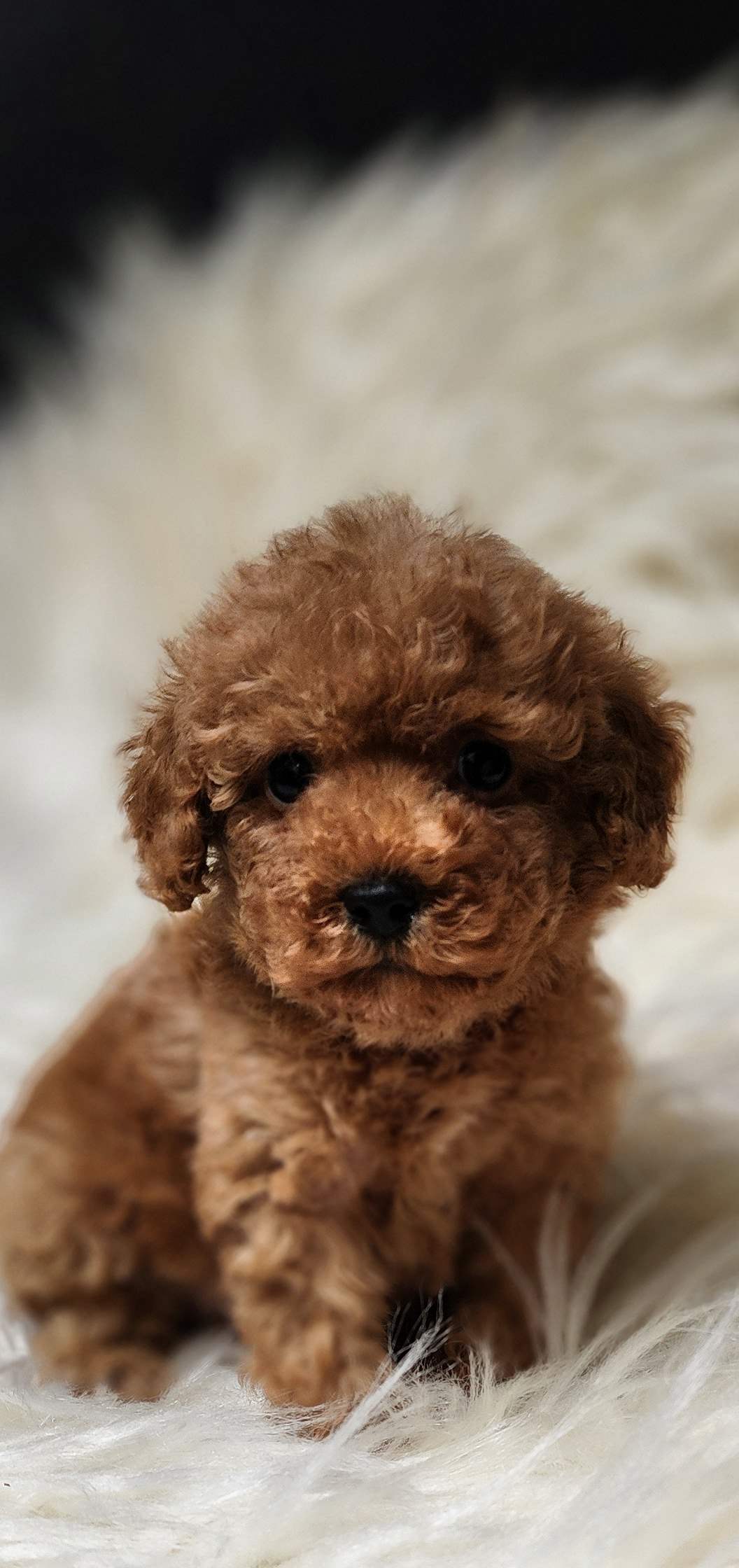 Veteriner teknikerinden sevimli toy poodle dişi ve erkek 
