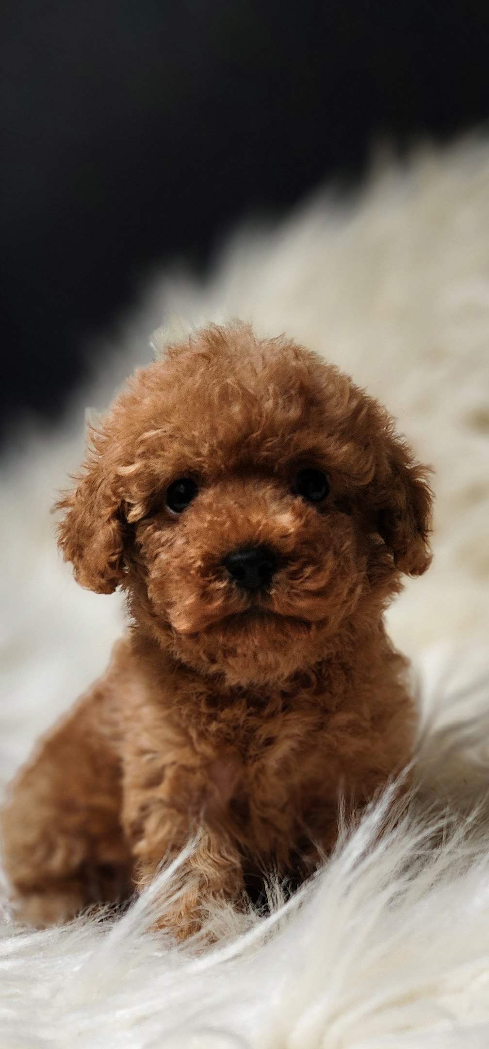 Veteriner teknikerinden sevimli toy poodle dişi ve erkek 