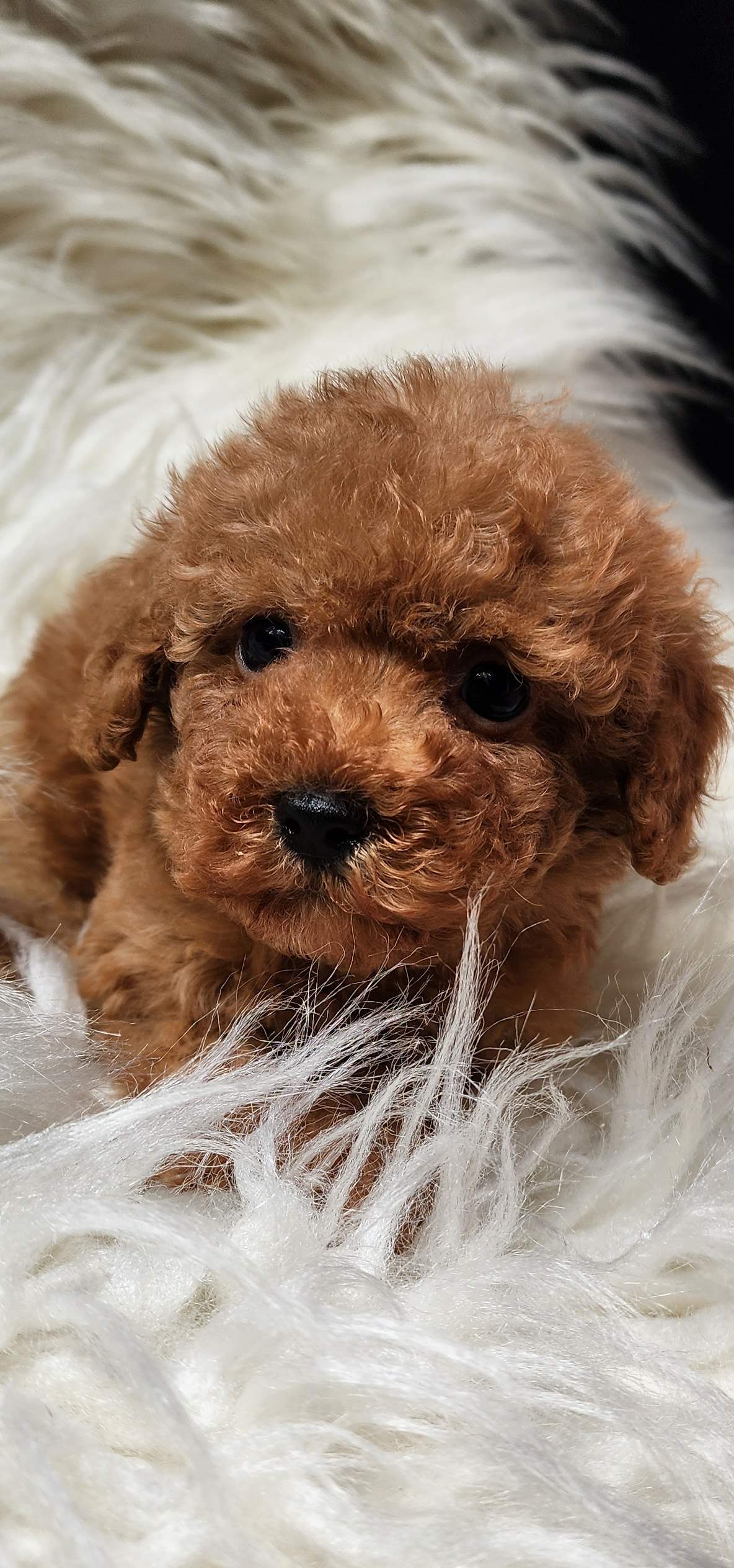 Veteriner teknikerinden sevimli toy poodle dişi ve erkek 