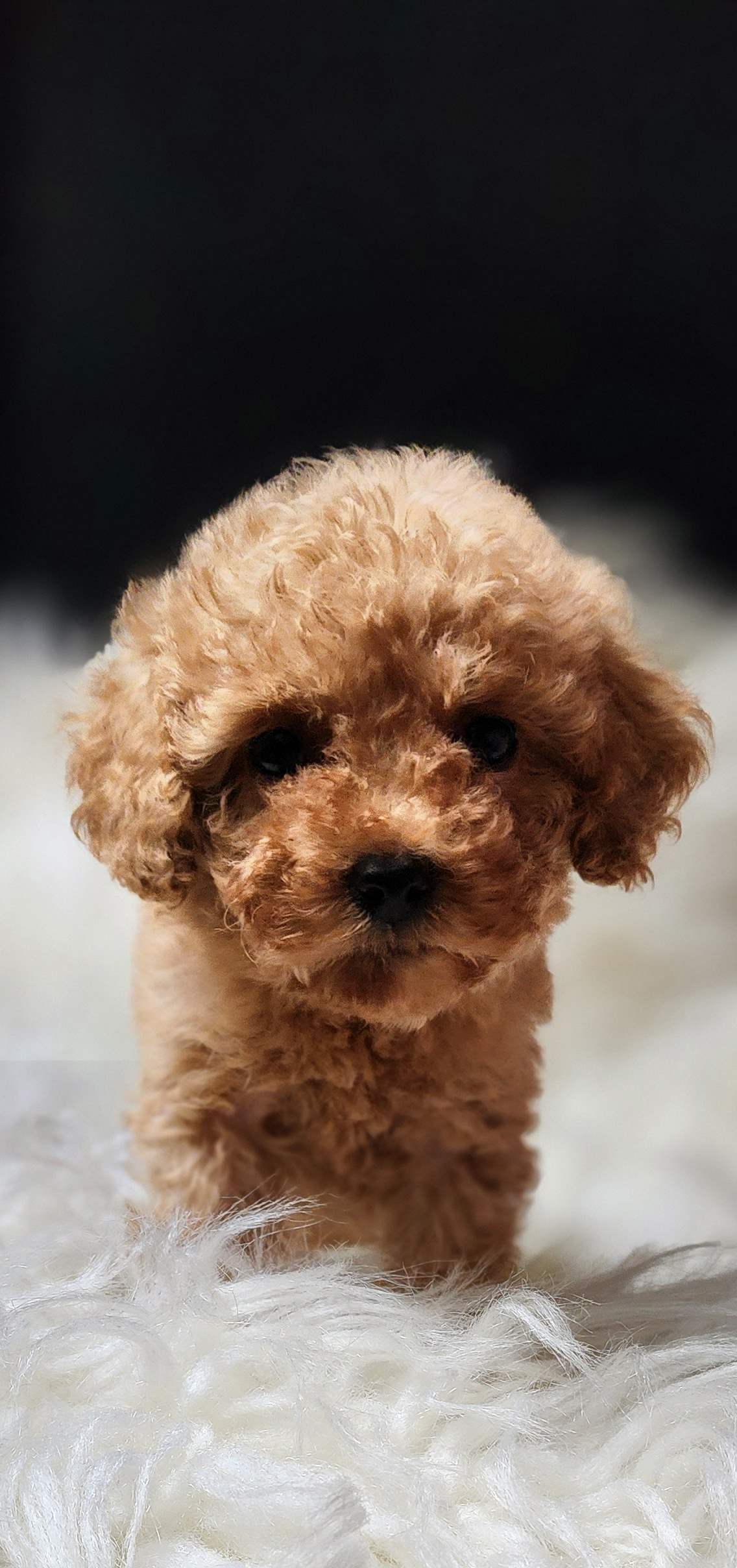 Veteriner teknikerinden sevimli toy poodle dişi ve erkek 
