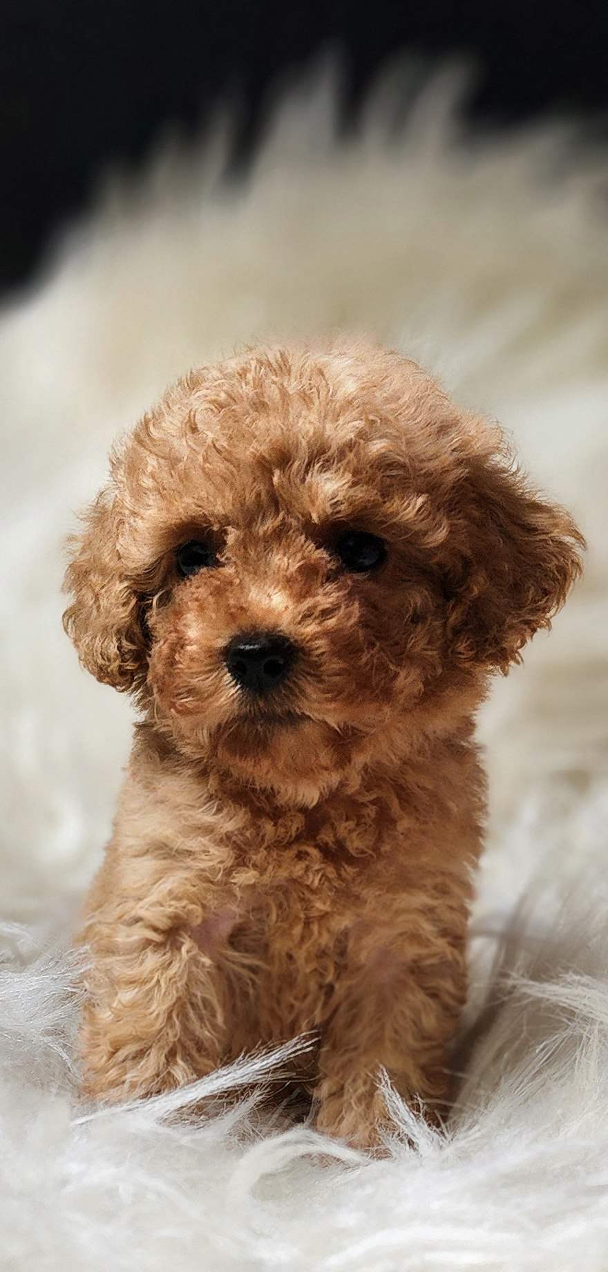 Veteriner teknikerinden sevimli toy poodle dişi ve erkek 