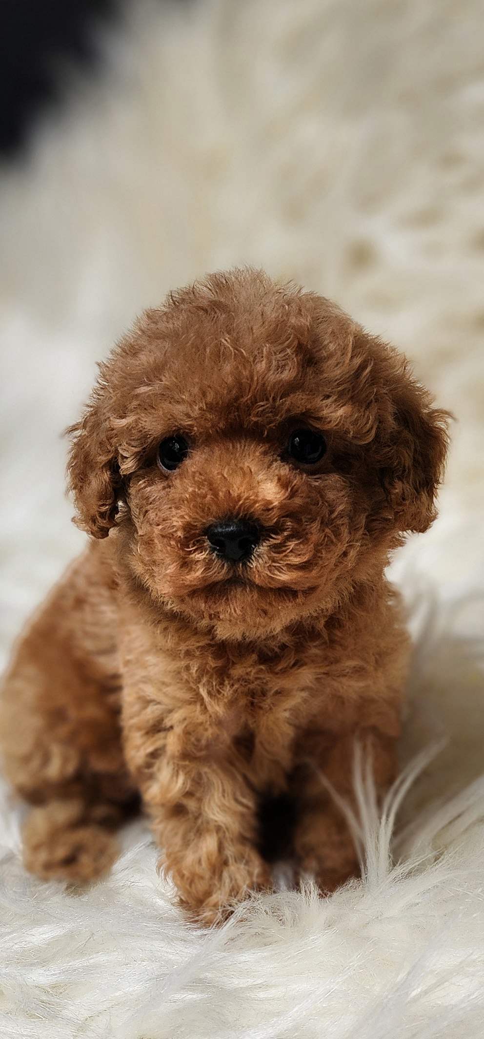 Veteriner teknikerinden afacan toypoodle 