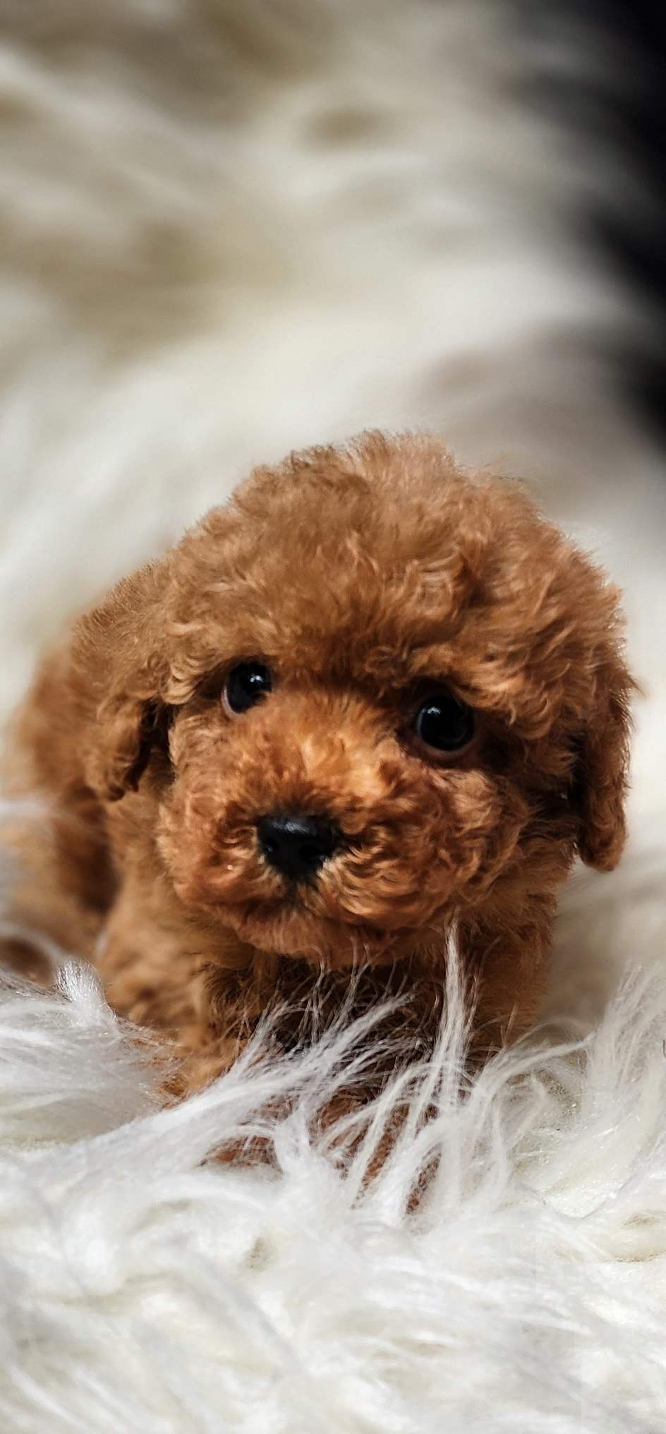 Veteriner teknikerinden afacan toypoodle 