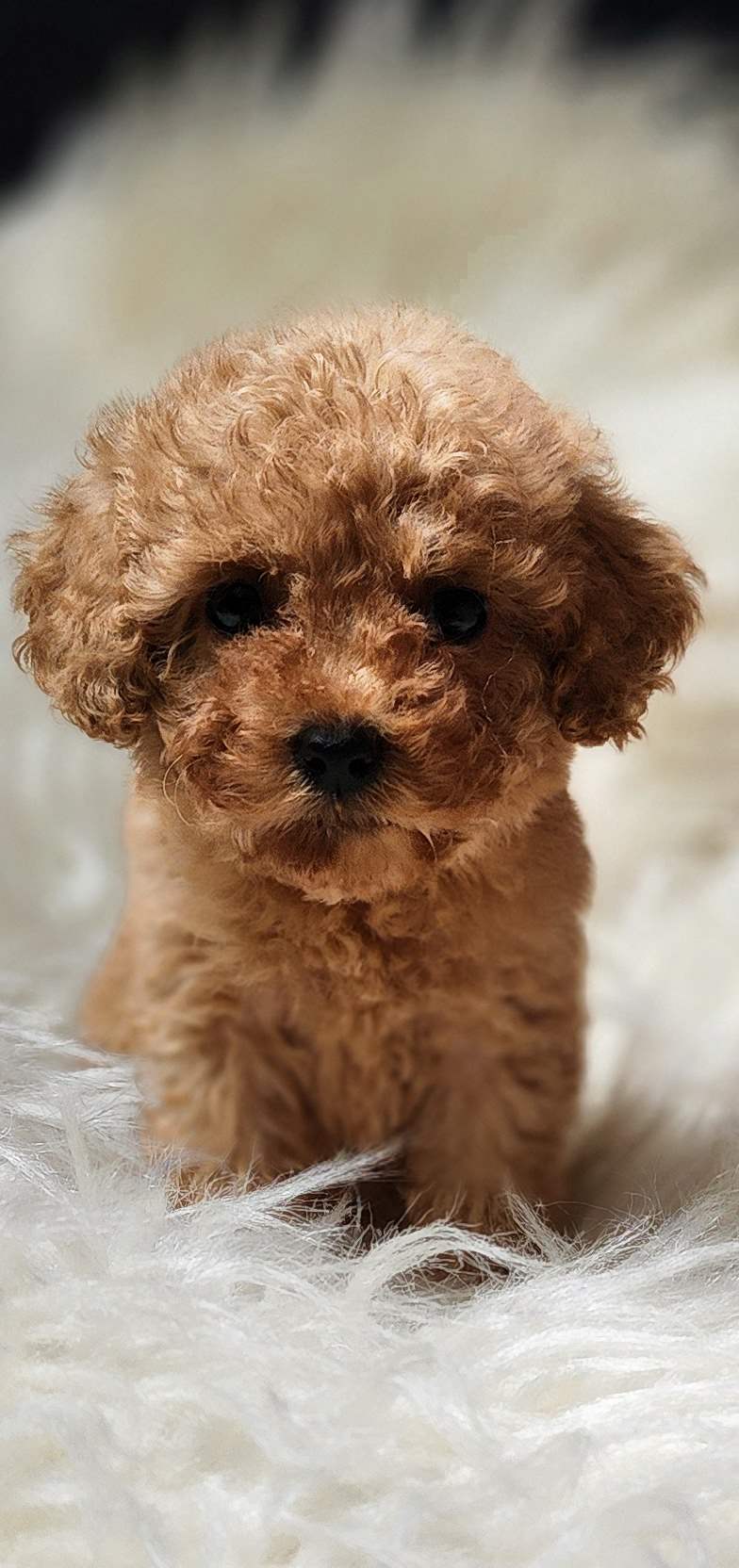 Veteriner teknikerinden afacan toypoodle 