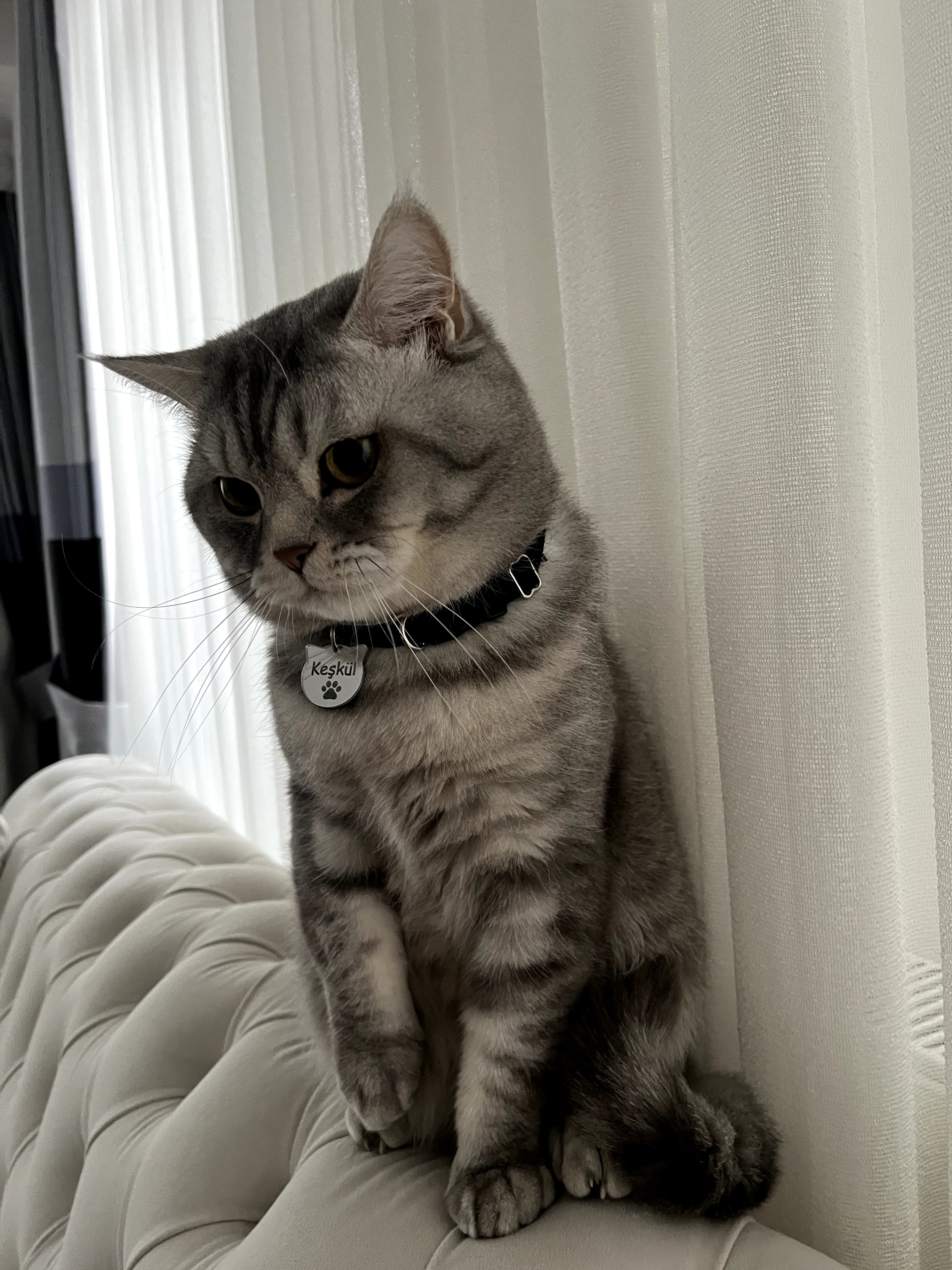 TAMAMEN sahiplendirme SAHİPLENDİRİLECEKTİR