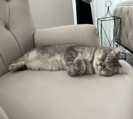 TAMAMEN sahiplendirme SAHİPLENDİRİLECEKTİR