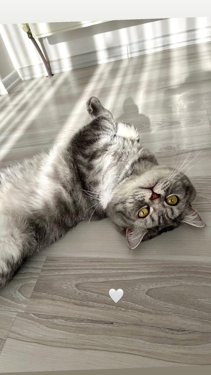 TAMAMEN sahiplendirme SAHİPLENDİRİLECEKTİR