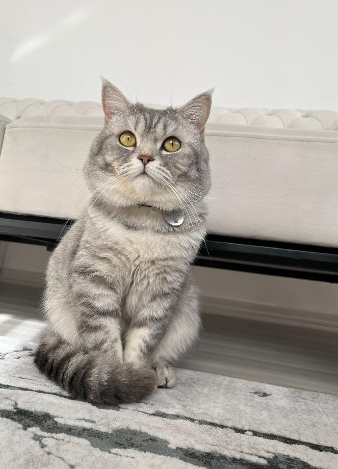 TAMAMEN sahiplendirme SAHİPLENDİRİLECEKTİR