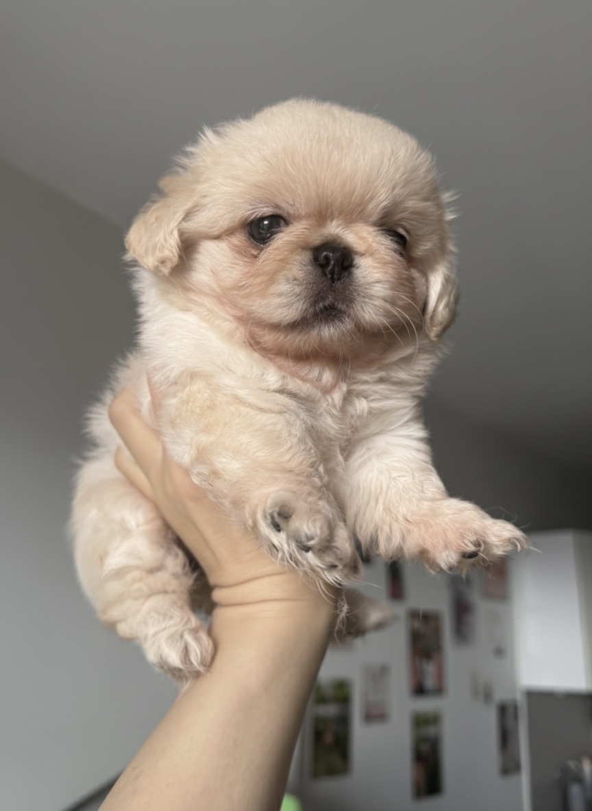 Yavru pekinez safkan