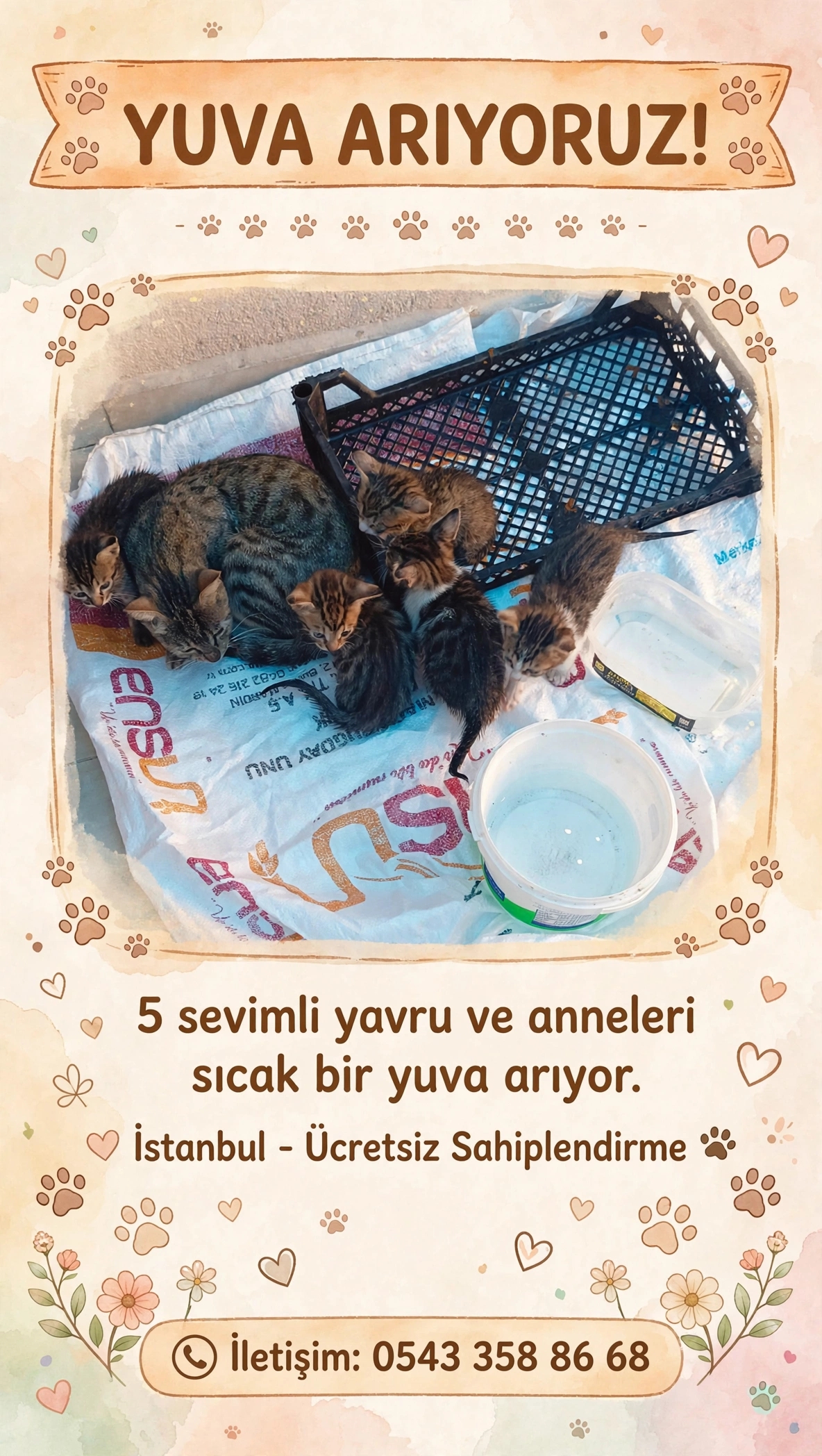 5 kedi yavrusu var balkonda bakmak isteyen var mı