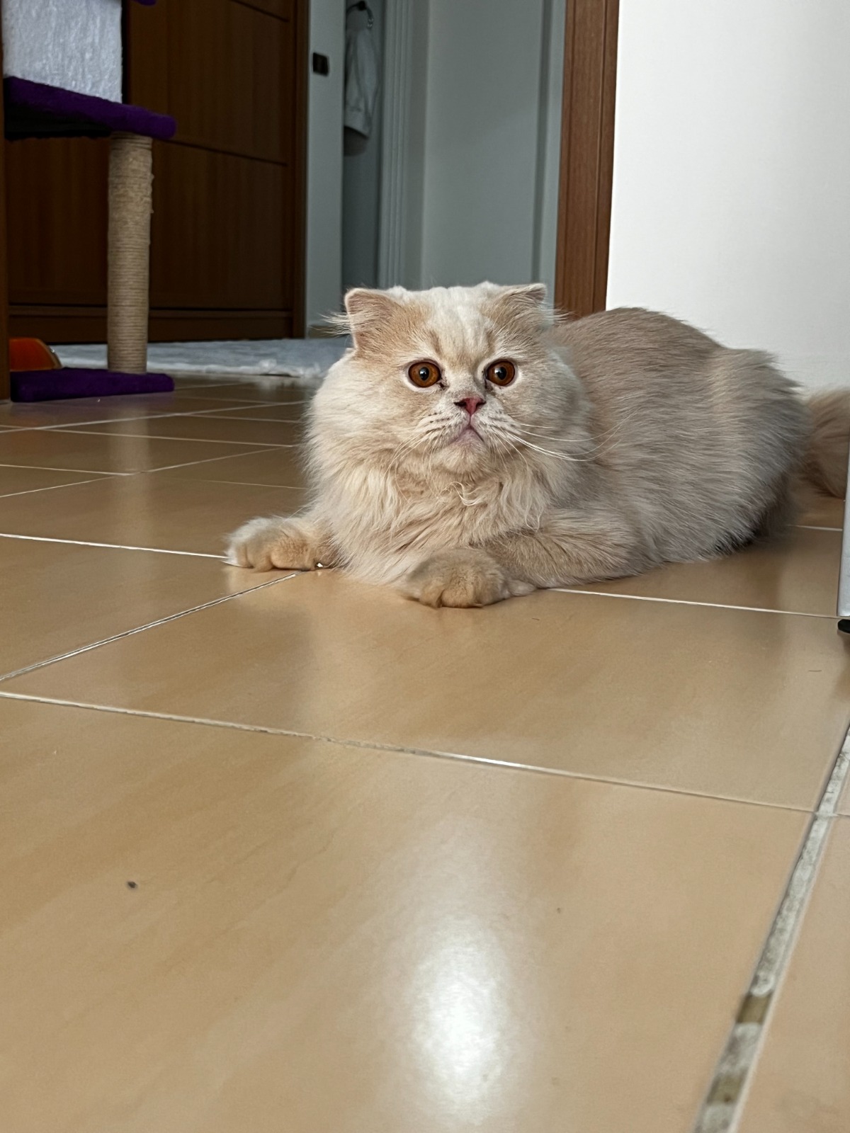 Sevimli şaşkın sahiplendirme sahiplendirilecektir. 