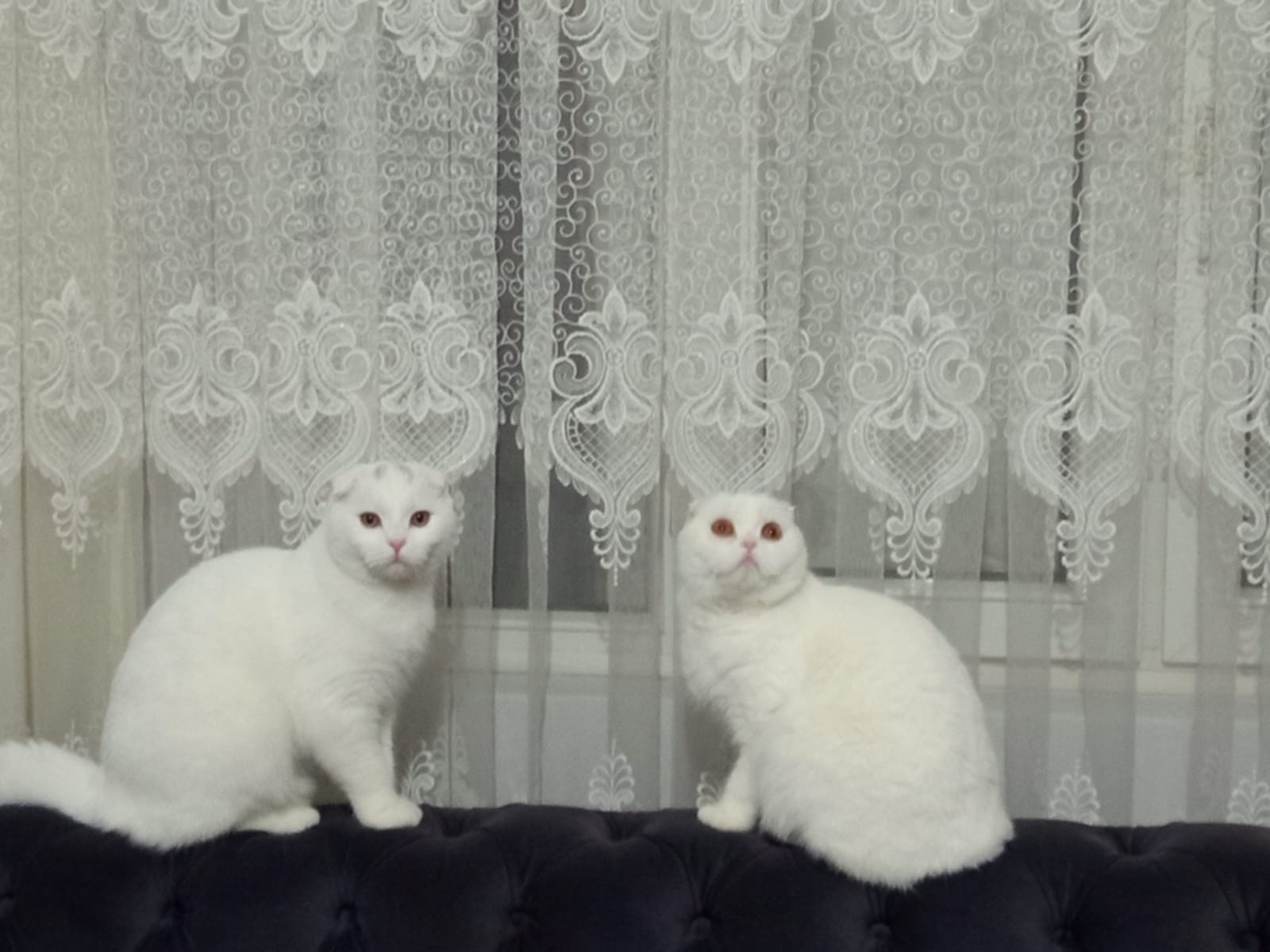 Kediler